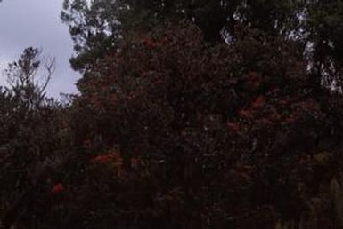 [Rhododendron atropurpureum from the Sarawaket Rrange, Papua New Guinea]