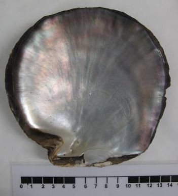 shell
