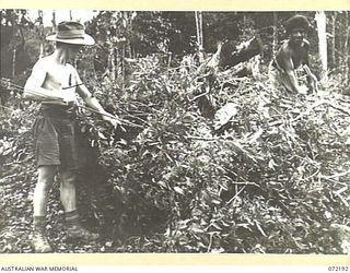 NEW GUINEA. 1944-04-03. NX98713 SIGNALMAN E. MEABY (1), CAMP 88, 23RD LINE SECTION, 18TH LINES OF COMMUNICATION SIGNALS, HOLDING A 200 POUND COPPER LINE WHILE HIS NATIVE BOY REMOVES AN OBSTRUCTION ..