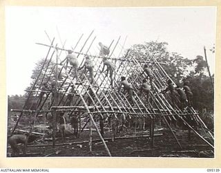 KIARIVU, NEW GUINEA, 1945-08-10. NATIVE LABOURERS ERECTING A HUT FOR USE AS A SIGNAL CENTRE FOR THE 2/7 INFANTRY BATTALION. THEY QUICKLY ERECT HUTS OF THIS SIZE USING ONLY JUNGLE VINES FOR MATERIAL