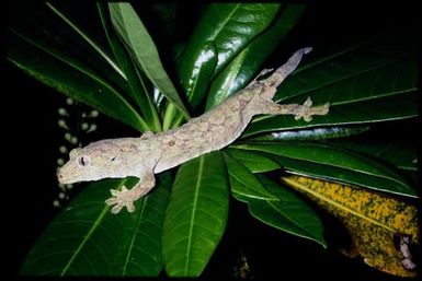 Mniarogekko chahoua
