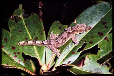 Gecko sp.