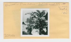 [Delissea undulata in Hawaii, envelope IE29-056]
