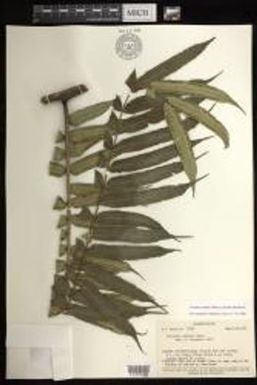 Marattia smithii