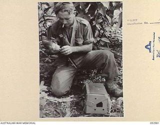 BOUGAINVILLE, 1945-05-31. THE MAIN COMMUNICATIONS FOR A PATROL OPERATING AWAY FROM THE BATTALION IS BY CARRIER PIGEON. HERE, PRIVATE R.W. MERRIN, A COMPANY, 47 INFANTRY BATTALION, 29 INFANTRY ..