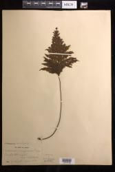 Abrodictyum dentatum