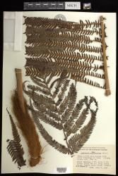 Sadleria cyatheoides