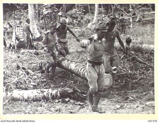 FAURO ISLAND, BOUGAINVILLE AREA. 1945-09-29. JAPANESE TROOPS CARRYING A COCONUT LOG FOR THE CONSTRUCTION OF THE CAMP AT KARIKI, THE AUSTRALIAN GARRISON HEADQUARTERS FOR JAPANESE TROOPS CONCENTRATED ..