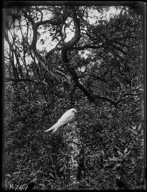 White Tern : young (Tern) on branch, Metrosideros tree