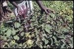 Man with plant