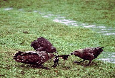 Subantarctic skuas feeding