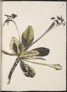 [Hodges, William] 1744-1797 :Portlandia. [1773?]