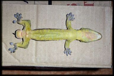 Mniarogekko chahoua