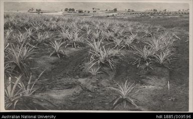 Erosion at Lega Lega