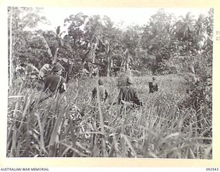 BOUGAINVILLE. 1945-05-24. A PATROL FROM D COMPANY, 26 INFANTRY BATTALION (AUSTRALIAN IMPERIAL FORCE), MOVING THROUGH KUNAI GRASS IN THE RURI BAY AREA, NORTH BOUGAINVILLE. TROOPS OF 11 INFANTRY ..