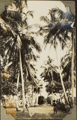 Palm trees in Suva, 1928