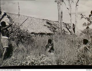 Bisiatabu, Sogeri Valley, New Guinea. 1943-07-01. Members of the 1st Papuan Infantry Battalion training in the method of setting a grass hut on fire silently with a burning arrow