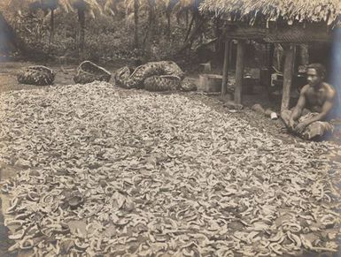 Copra drying. From the album: Photographs of Apia, Samoa