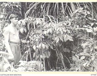 MALMAL MISSION, JACQUINOT BAY, NEW BRITAIN. 1944-11-30. PRIVATE H. TUCKER, HEADQUARTERS, 5TH DIVISION, EXAMINING A SECTION OF THE DENSE JUNGLE UNDERGROWTH SURROUNDING THE UNIT CAMP AREA WHICH HAS ..