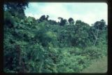 Vine draped forest, disturbed by repeated hurricanes