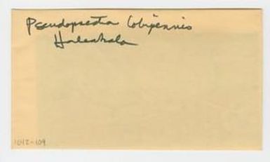 [Pseudopsectra lobipennis in Hawaii, envelope IE42-109]
