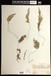 Hymenophyllum pallidum
