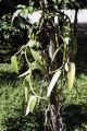 French Polynesia, close-up of vanilla bean vine growing on Moorea Island