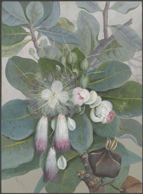 Barringtonia asiatica (L.) Kurz, Sea Putat or Putat Laut, family Lecythidaceae, Papua New Guinea, 1916? Ellis Rowan