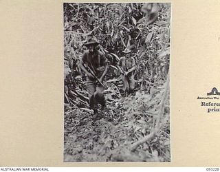 WEWAK AREA, NEW GUINEA, 1945-06-16. MEMBERS OF D COMPANY, 2/8 INFANTRY BATTALION RETURNING FROM A RECONNAISSANCE PATROL TO MIDDLE KNOLL. IDENTIFIED PERSONNEL ARE:- PTE L. NOY (1); PTE A.J. PINCHES ..