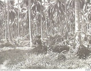 KARKAR ISLAND, NEW GUINEA. 1944-09-20. NATIVES RECRUITED BY MEMBERS OF THE AUSTRALIAN NEW GUINEA ADMINISTRATIVE UNIT CLEARING A COCONUT PLANTATION WHICH HAS SUFFERED 2 YEARS OF NEGLECT DURING THE ..