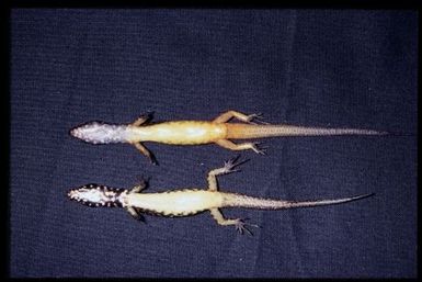 2 specimens (ventral)
