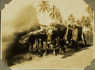 A Solomon Islander? with a cart drawn by oxen, 1928