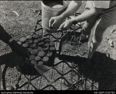 Cane seedlings