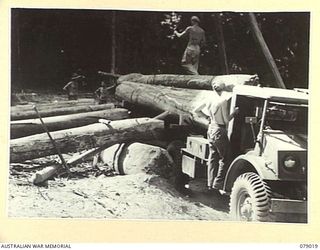 TOROKINA AREA, BOUGAINVILLE ISLAND. 1945-02-10. TROOPS OF NO 3 PLATOON, 2/2ND FORESTRY COMPANY LOADING LOGS ON TO ONE OF THE UNIT TIMBER JINKERS FOR TRANSPORT TO THE SAWMILL. IDENTIFIED PERSONNEL ..