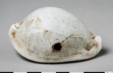 ornament, shell