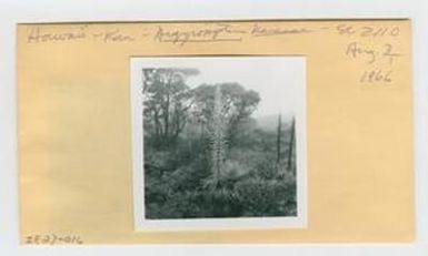 [Argyroxiphium kauense in Hawaii, envelope IE27-016]