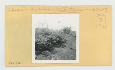 [Wikstroemia in Hawaii, envelope IE26-216]