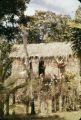 Fiji, thatched-roofed home in rural village