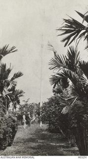 Kieta, Bougainville. 1914-12-09. The Union Jack being hoisted after the German colours had been lowered as Britain and her Allies occupied the Solomon Islands