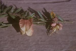 [Unidentified pink flowering plant close-up from Wiliwilinui Ridge, United States]