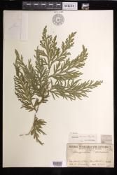 Selaginella plana