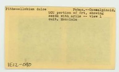 [Pithecellobium dulce in Hawaii, envelope IE12-090]
