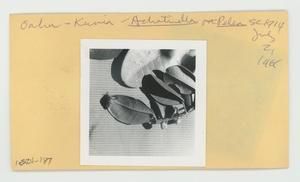 [Achatinella on Pelea in Hawaii, envelope IE24-187]