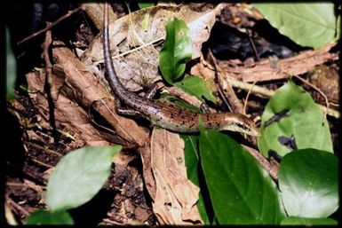 Emoia samoensis