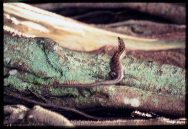 Skink sp.