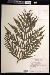 Pteris irregularis