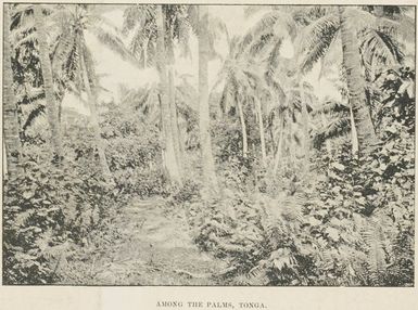 Among the palms, Tonga