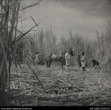 Field Officer and farmer