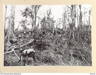 WEWAK AREA, NEW GUINEA, 1945-06-29. A NATIVE SUPPLY TRAIN CLIMBING MOUNT SHIBURANGU AFTER ITS CAPTURE BY C COMPANY, 2/8 INFANTRY BATTALION
