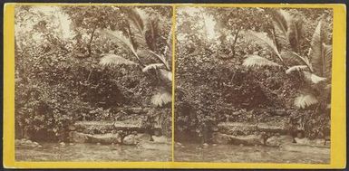 Entrance to Ancient Ruins, near Metaleine Harbour, Bornabie [Pohnpei], Caroline Group